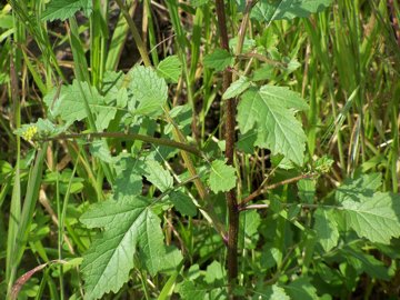 Sinapis alba e Brassica cfr. fruticulosa